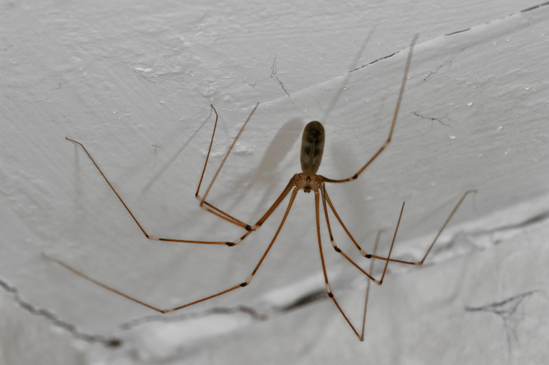 Daddy Longleg Spiders Are Highly Venomous | Alamy Stock Photo