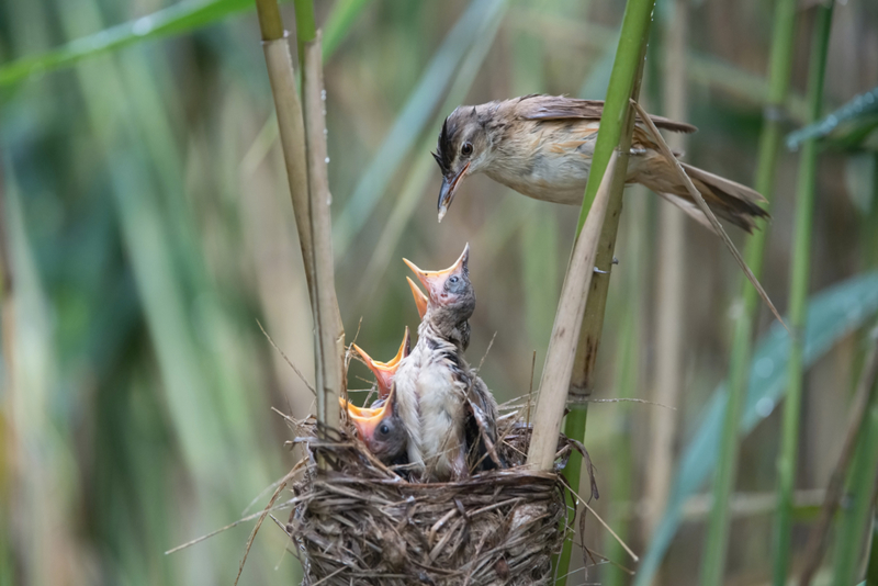 Mother Birds Will Abandon Their Offspring if You Touch Them | Shutterstock