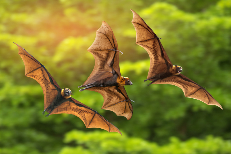 Bats Are Blind | Shutterstock