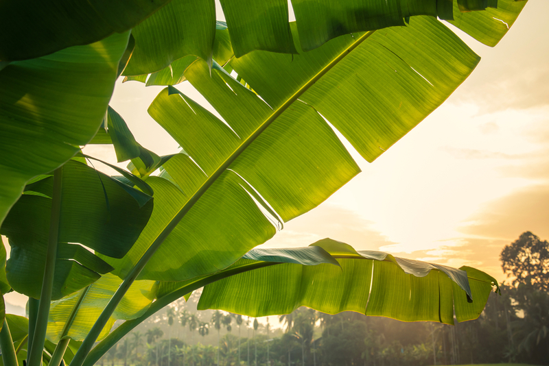 The Tallest Grass in the World Is the Banana Tree | Shutterstock