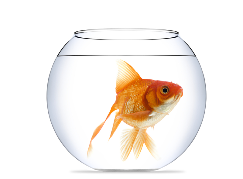 Goldfish Forget Things After Just Three Seconds | Getty Images Photo by mehmettorlak