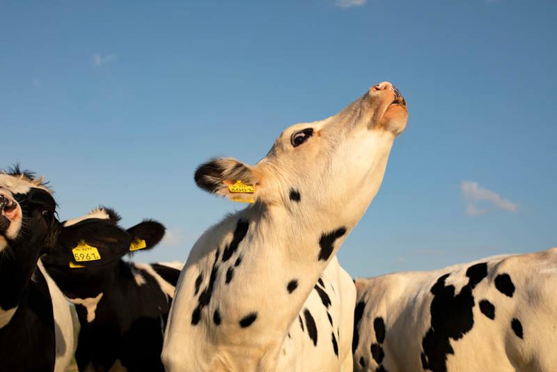The Dairy Cow’s Moo Used to Be Louder | Shutterstock
