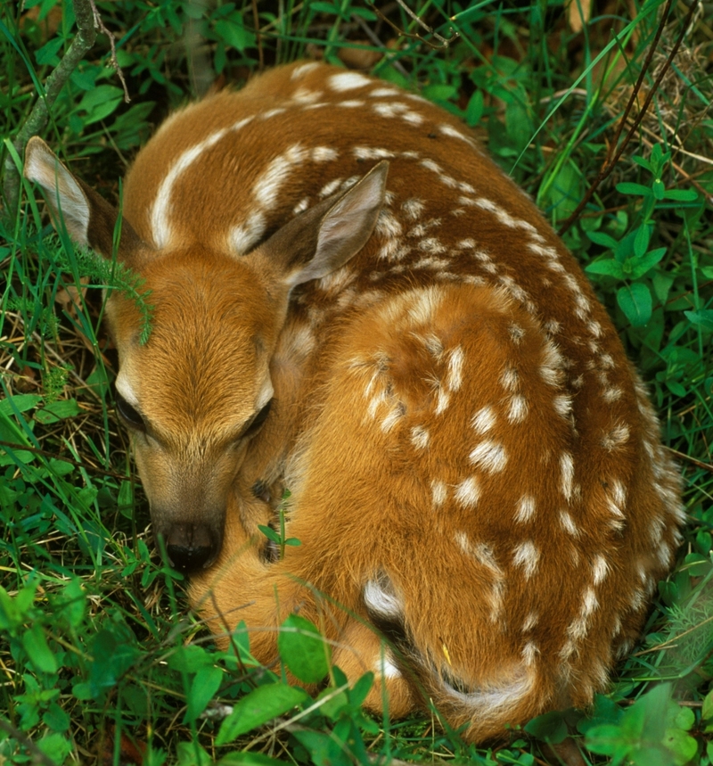 Bambi? | Alamy Stock Photo by Skip Moody / Dembinsky Photo Associates