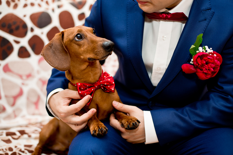 Perros en la boda | Shutterstock