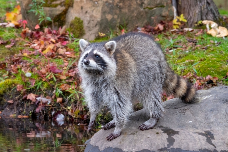 Virginia Legally Hates Raccoons | Alamy Stock Photo