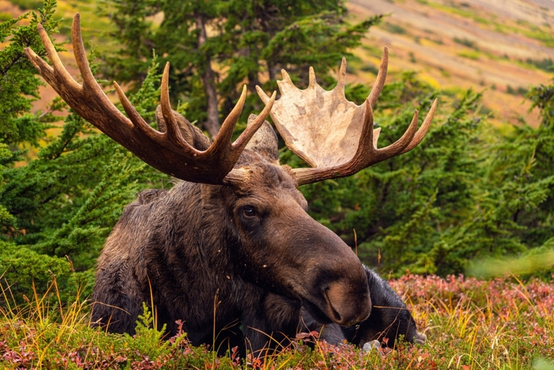 Alaska Takes Its Moose Parts Very Seriously | Alamy Stock Photo