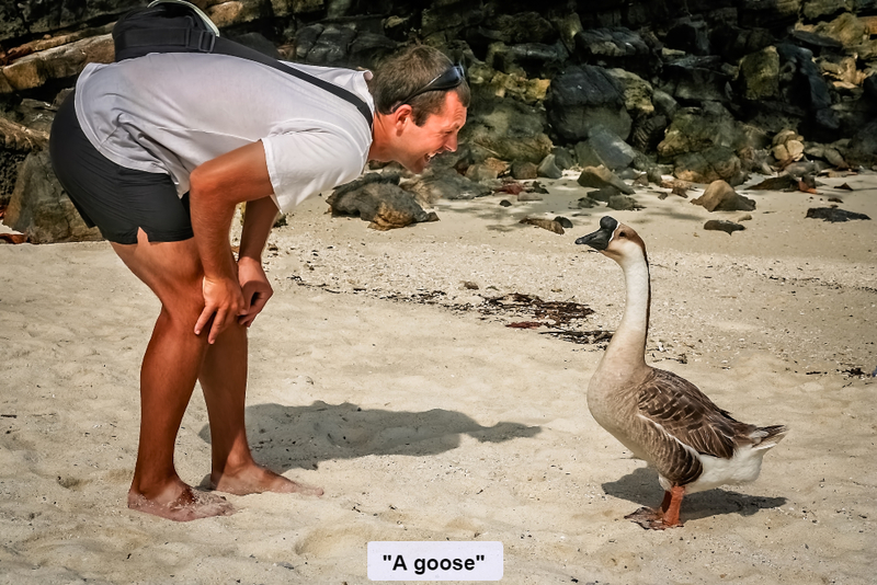 A Golden Goose | Shutterstock