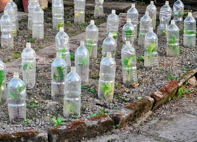 Flaschen für selbstgemachte Cloches verwenden | Shutterstock Photo by firstpentuer
