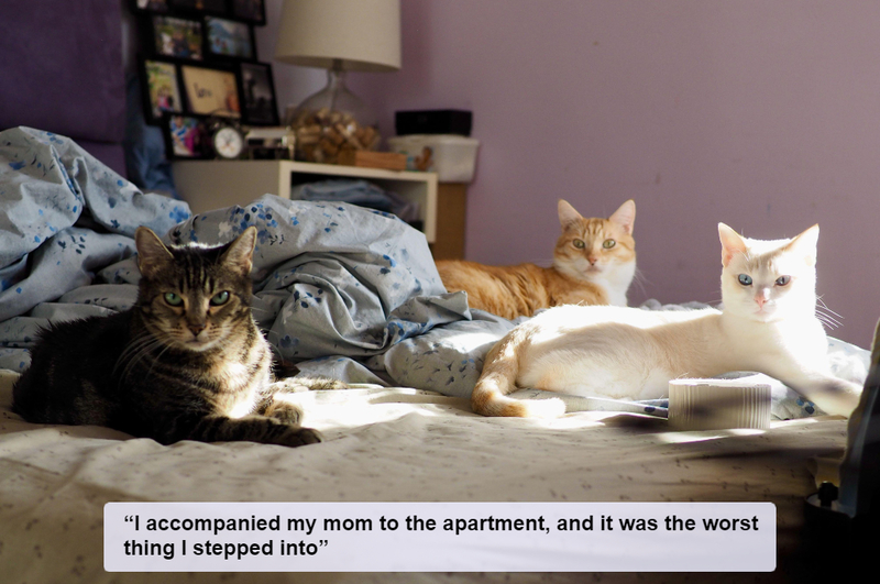 3 Cats and 1 Unkempt Apartment | Alamy Stock Photo