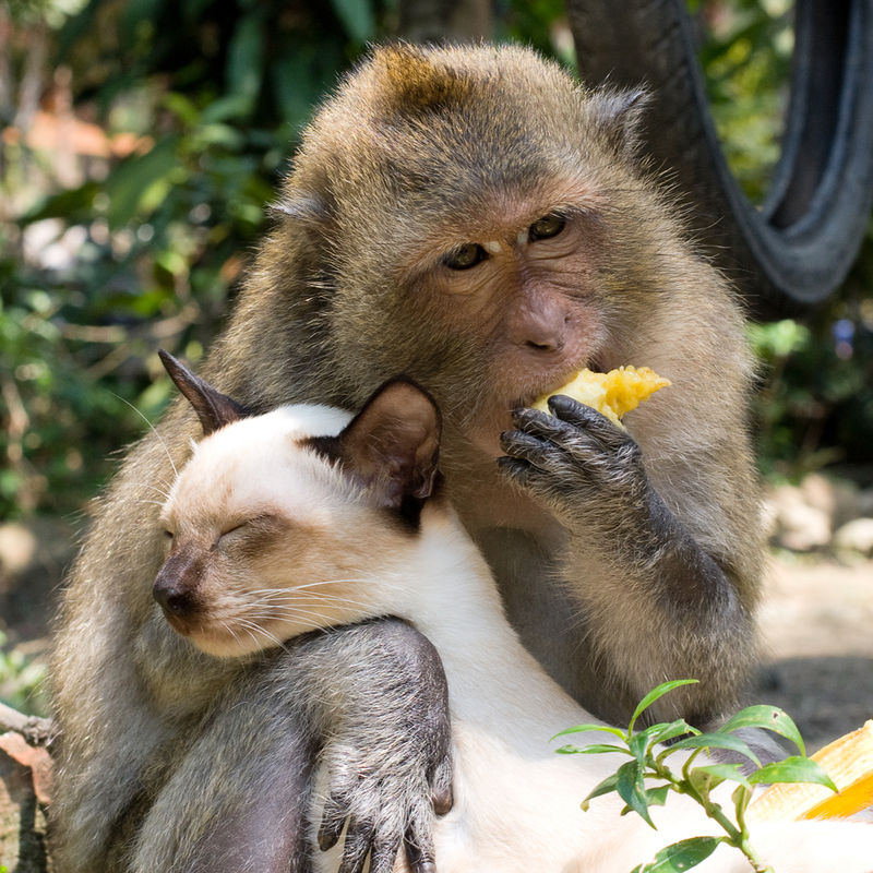 Monkey and Cat | Shutterstock Photo by OlegD