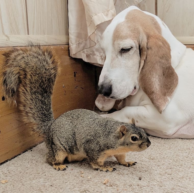 Squirrel and Basset Hound | Instagram/@quasimodo.squirrel