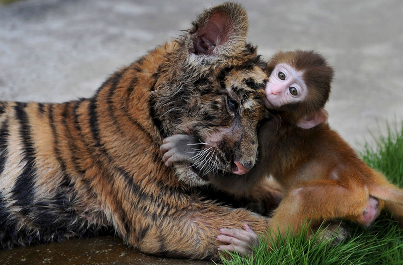 Monkey and Tiger | Alamy Stock Photo by REUTERS/Stringer