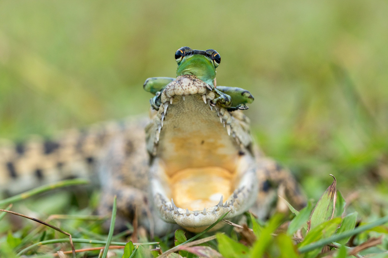Frog and Crocodile | Alamy Stock Photo by Media Drum World