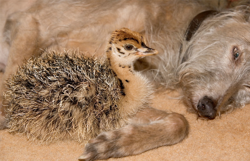 Lurcher Dog and Ostrich Chick | Alamy Stock Photo by Penny Boyd