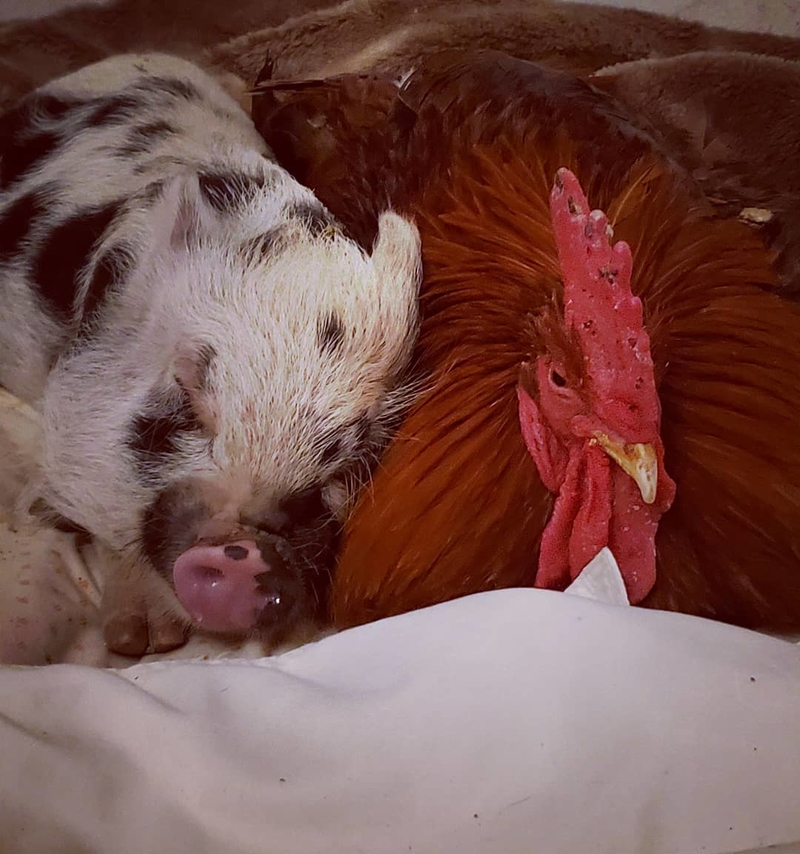 Rooster and Pig | Instagram/@pagepardo