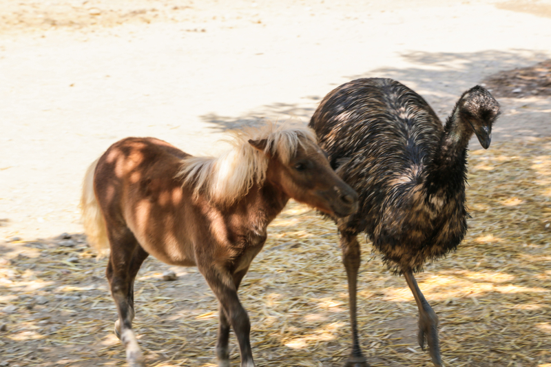 Pony and Emu | Getty Images Photo by Artur Debat