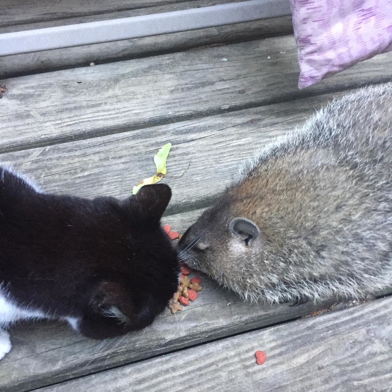 Cat and Groundhog | Instagram/@noelle_solo