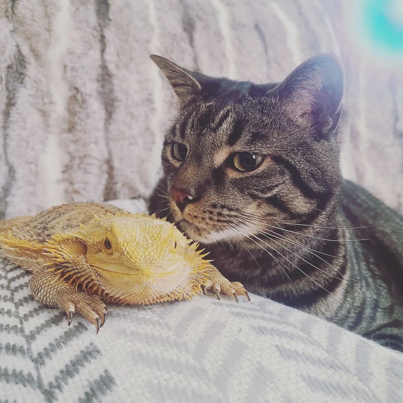 Cat and Lizard | Instagram/@oscars.hideyhuts