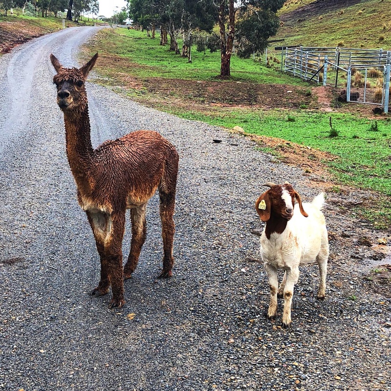 Alpaca and Goat | Instagram/@ganggangridgefarm