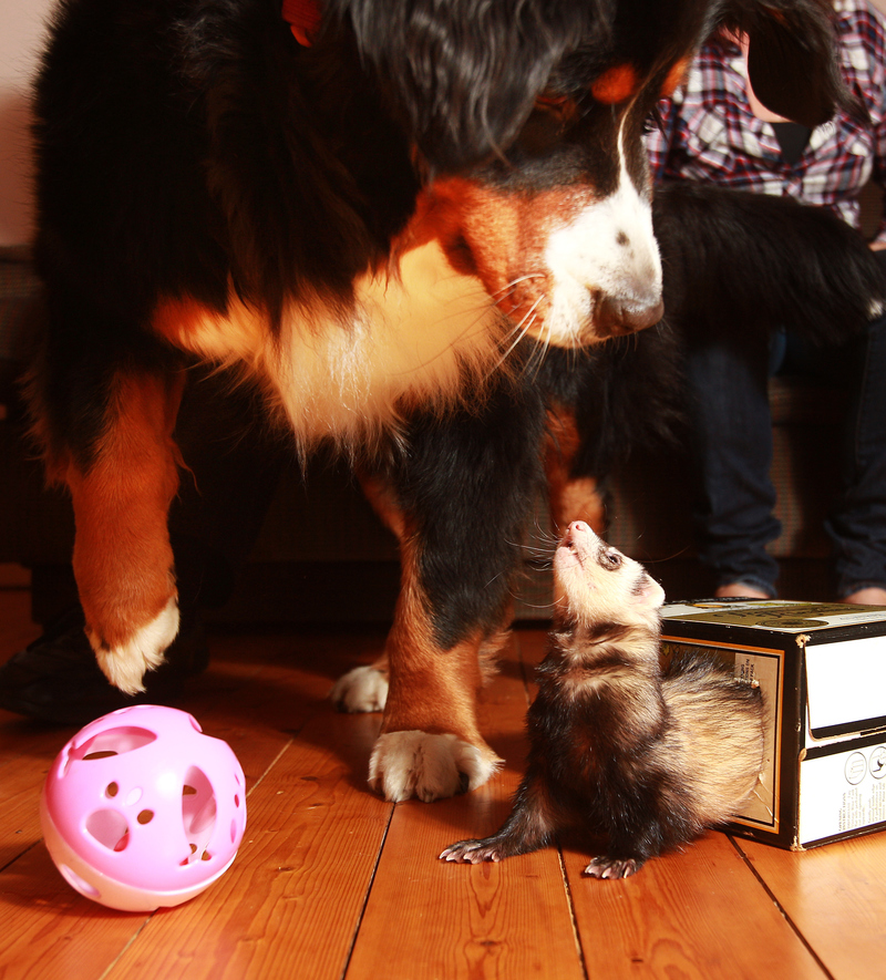 Dog and Ferret | Getty Images Photo by Carly Earl/Newspix