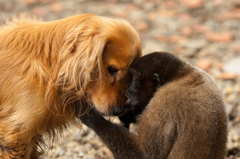 Monkey and Dog | Alamy Stock Photo by blickwinkel/Mrazovic