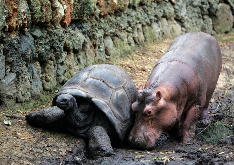 Hippo and Tortoise | Alamy Stock Photo by REUTERS/Antony Njuguna 