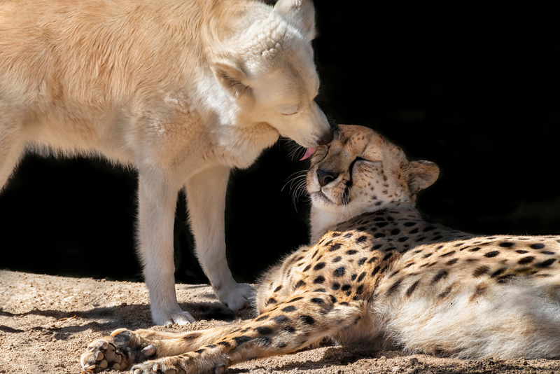 Cheetah and Golden Retriever | Shutterstock Photo by Barbara Ash