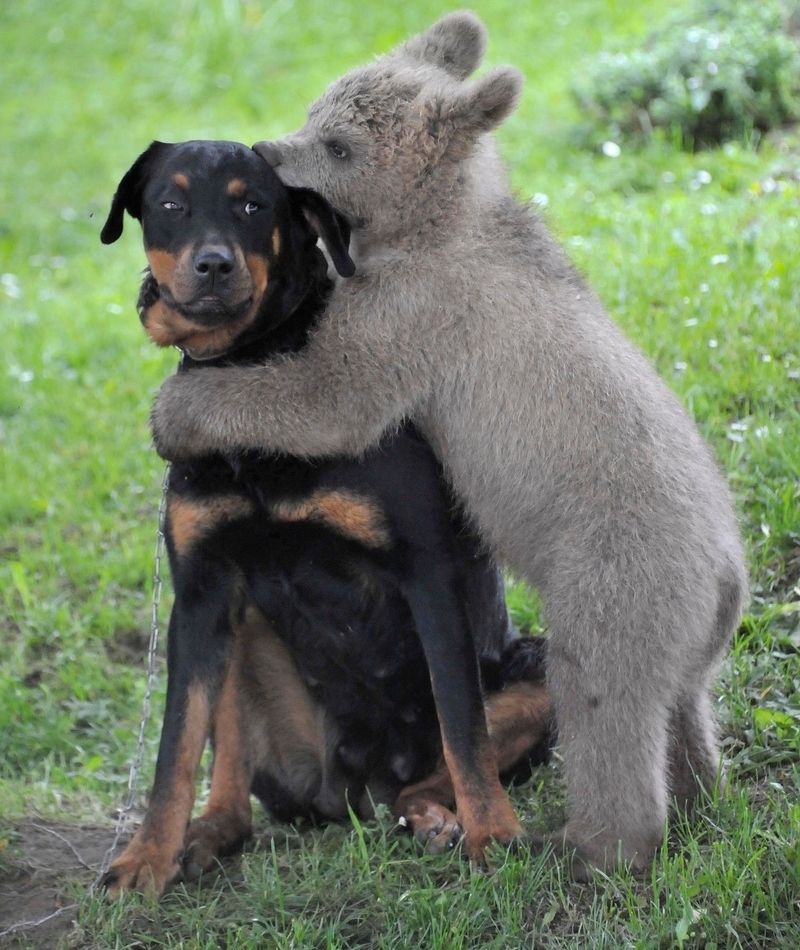 Brown Bear and Dog | Alamy Stock Photo by REUTERS/Srdjan Zivulovic