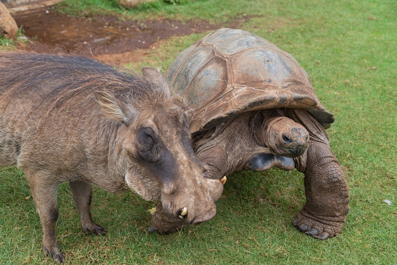 Warthog and Giant Tortoise | Alamy Stock Photo by Sarah Dowdall 