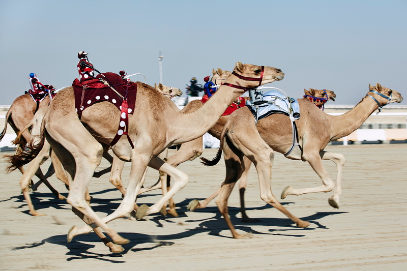 Wo Roboter-Jockeys auf Kamelen rennen | Alamy Stock Photo