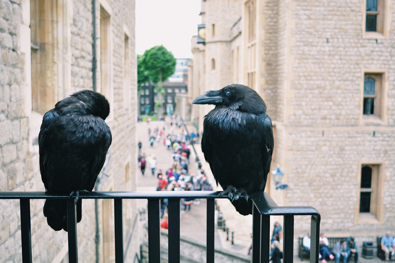 Six Ravens Must Live at the Tower of London | Getty Images Photo by Keren Sequeira / EyeEm