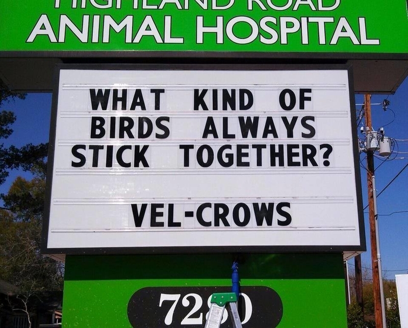 Vel-Crow Power | Facebook/@HighlandRoadAnimalHospital