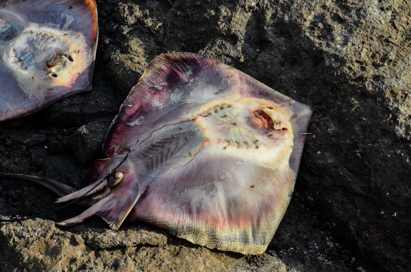 A String of Stingray Deaths | Shutterstock