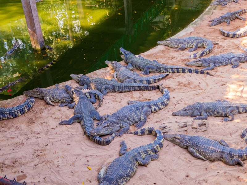 An Australia Zoo Employee Set the Crocs Free | Alamy Stock Photo