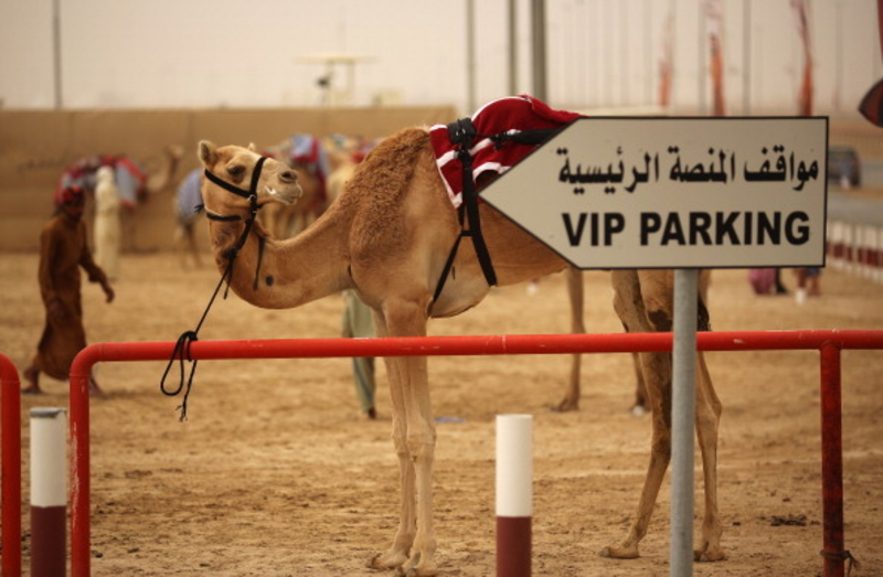 Kamel hier, Kamel da, Kamel überall | Getty Images Photo by Christopher Furlong