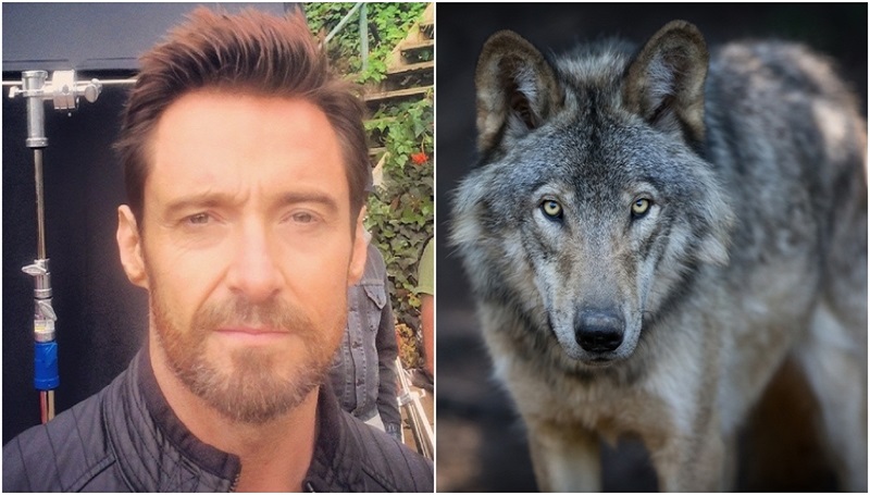 No, They Aren’t Like Wolves | Instagram/@thehughjackman & Shutterstock