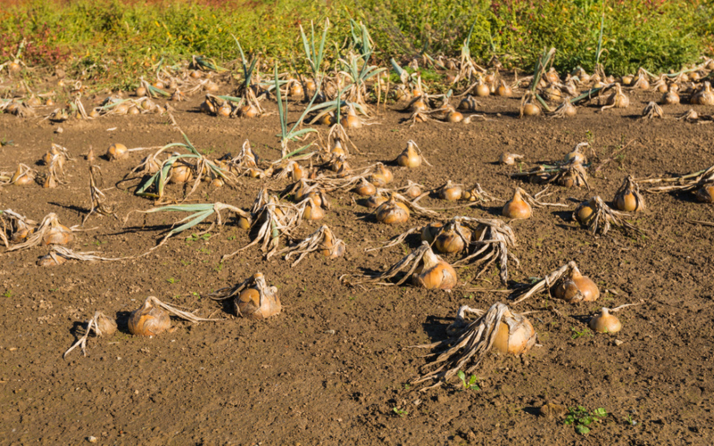 Kosuga and Other Farmers Suffered Heavy Crop Losses | Shutterstock