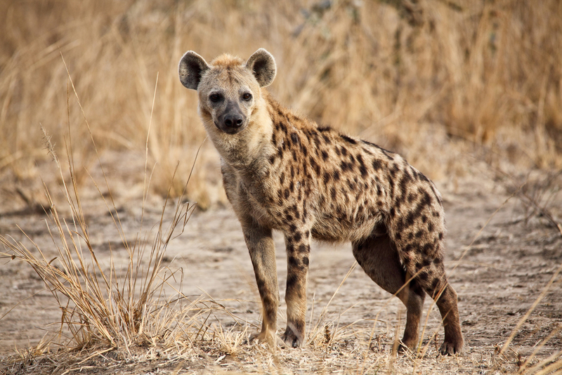 Hyena | Shutterstock