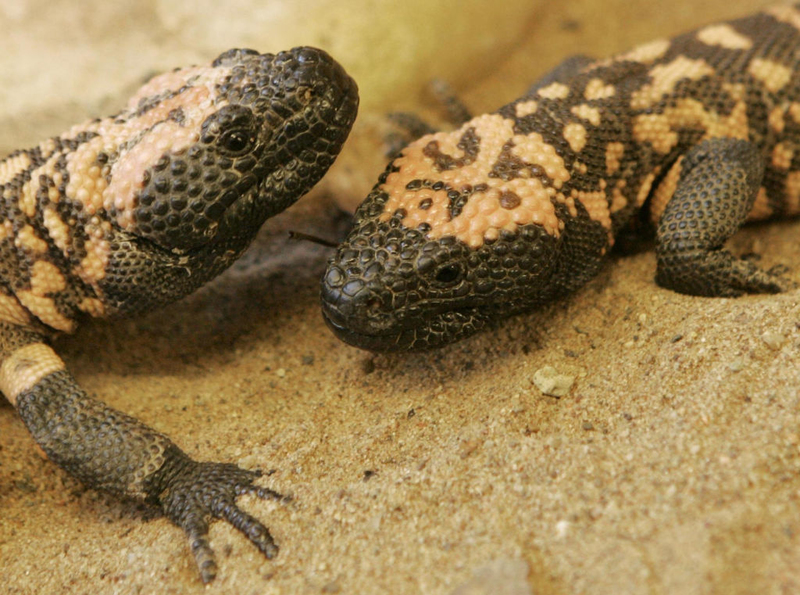 Gila Monster | Getty Images Photo by Paul Sharp/PA Images