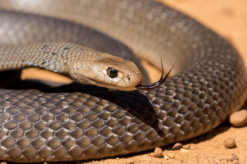 Eastern Brown Snake | Shutterstock