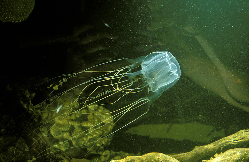 Box Jellyfish | Getty Images Photo by Auscape