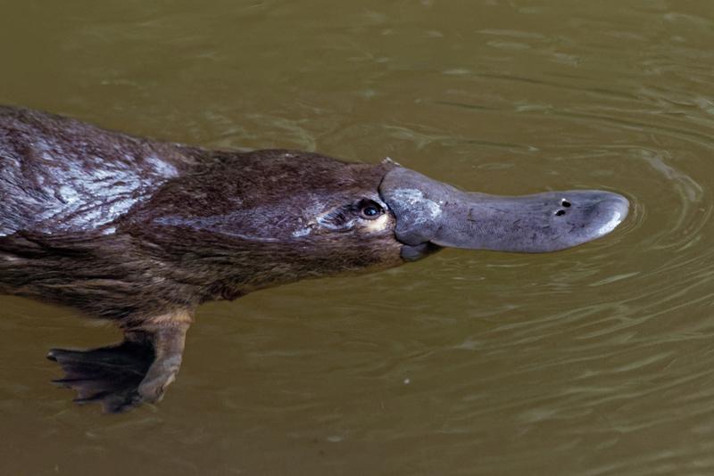Duck-Billed Platypus | Shutterstock