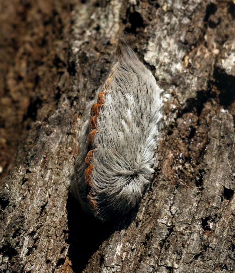 Southern Flannel Moth | Shutterstock