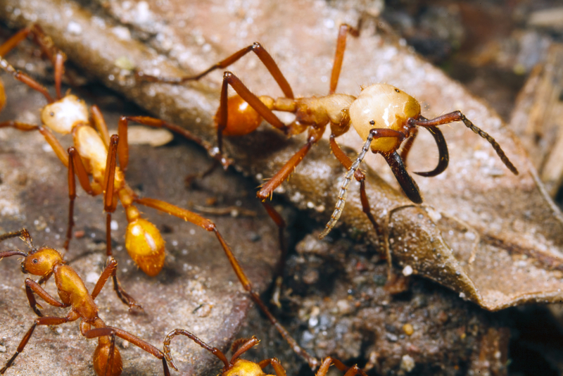 Army Ants | Shutterstock