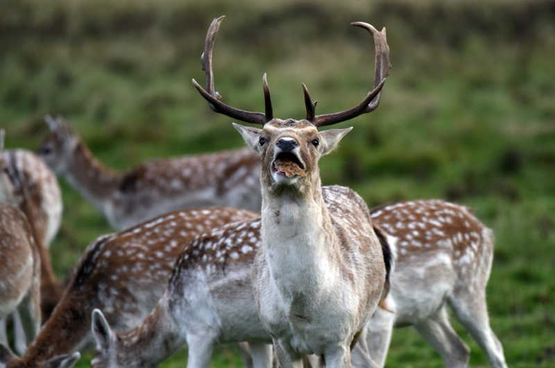 Deer | Alamy Stock Photo