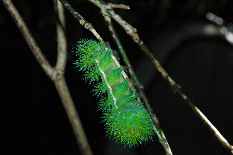 Lonomia or “Assassin Caterpillar” | Shutterstock