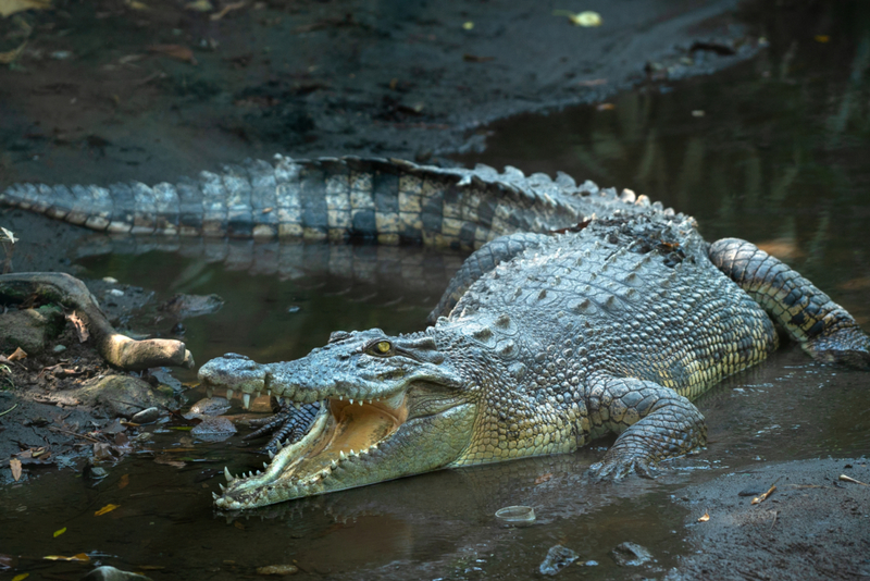 Saltwater Crocodile | Shutterstock