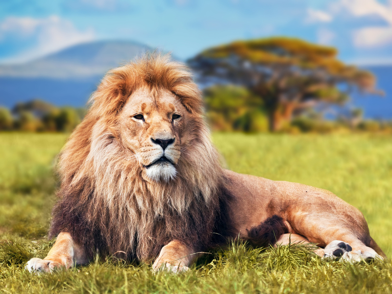 African Lion | Shutterstock
