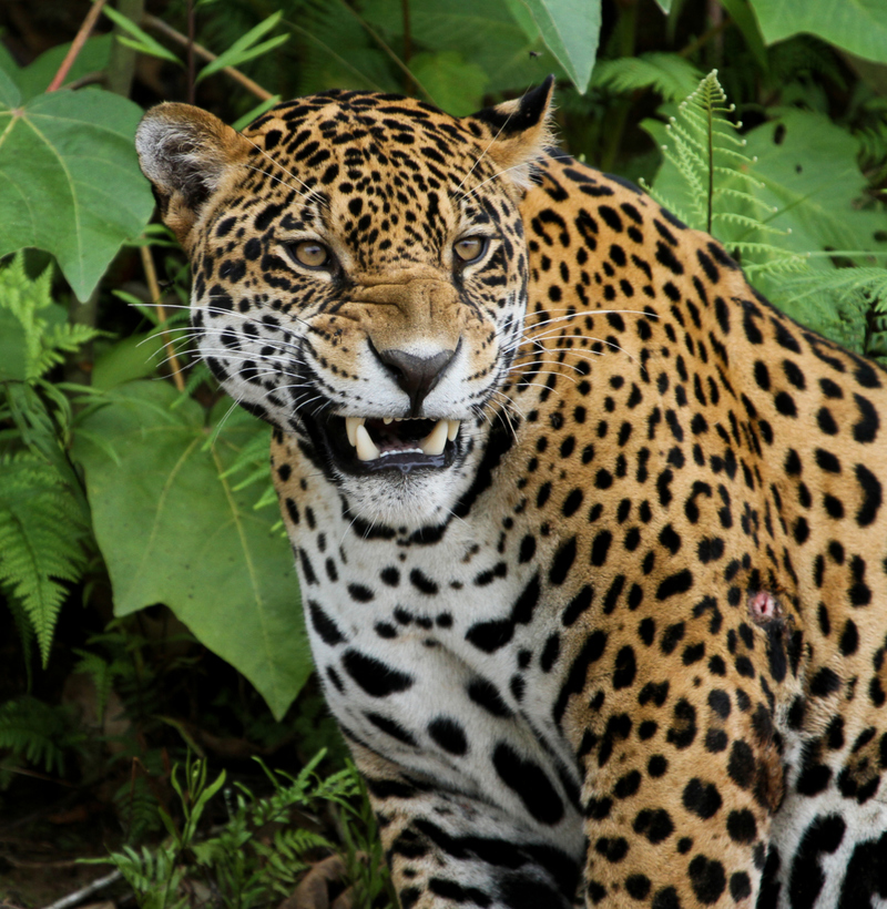 Jaguar | Shutterstock