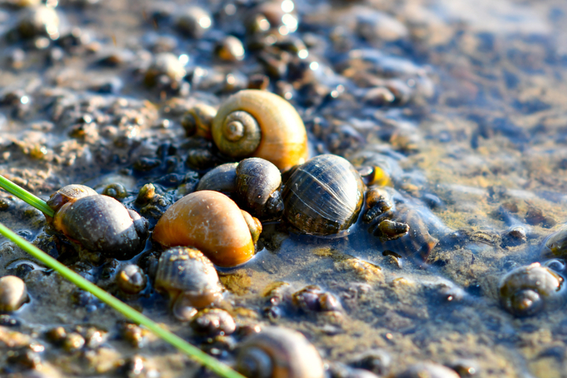 Freshwater Snail | Alamy Stock Photo